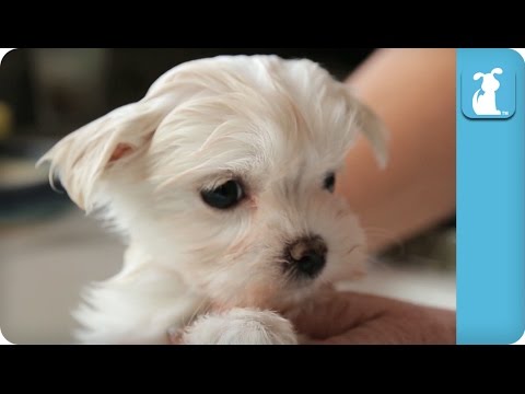 80 Seconds of a Precious Maltese Puppy Getting A Bath - UCPIvT-zcQl2H0vabdXJGcpg