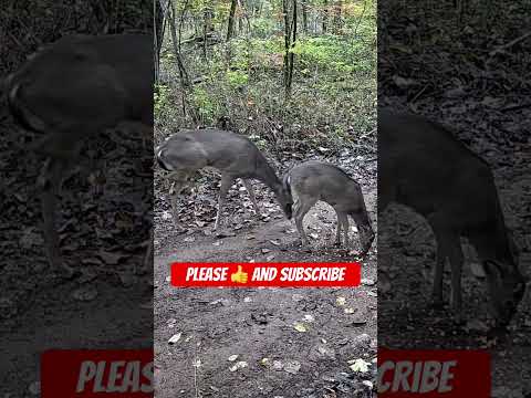 Injured Deer and Her Fawn Share a Meal | Heartwarming Trail Cam Moment #shorts
