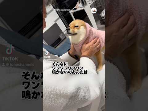 犬の動画サムネイル - 聞いてないイッヌ｜PECO