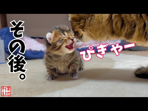 1000万再生された伝説のマザコン子猫が2年ぶりにママに甘えた姿が胸アツw