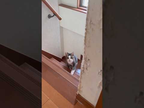 猫の癒し動画｜「ゴロニャン」を言ってみた サムネイル