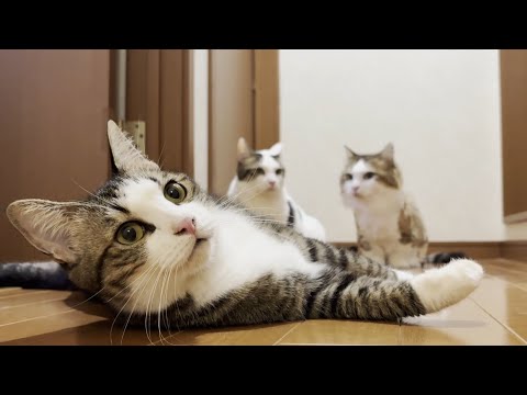 違う階から呼ばれる猫・秀吉のかわいい反応 サムネイル