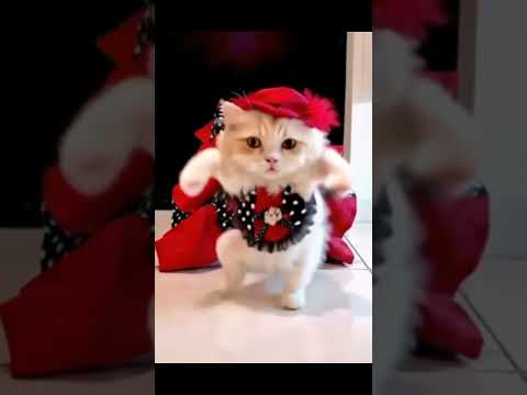 kucing menari #cat