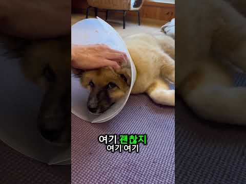 중성화수술 회복중 #short #중성화수술 #강아지 #puppy