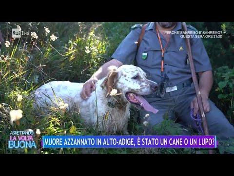 Muore azzannato in Alto-Adige, è stato un cane o un lupo? - La Volta Buona 21/02/2024