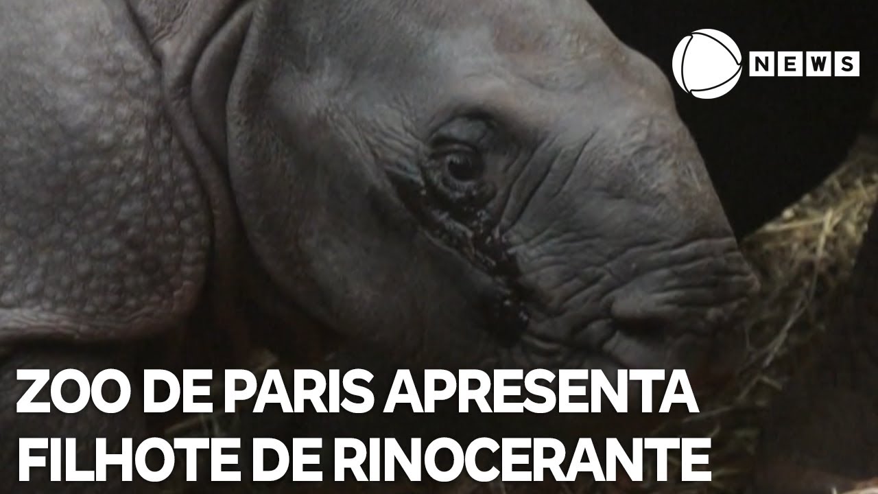 Zoo de Paris apresenta filhote de rinoceronte ao público