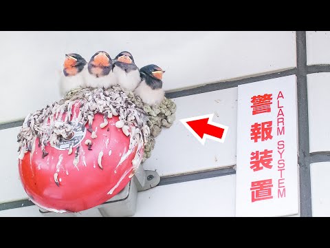 実は、ツバメの巣にはトコジラミが湧いてる