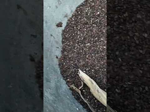 నువ్వులు farming vlogs#farmer#agriculture#farmingvlogs#farmerlife#farming#shorts#agriculturefarming