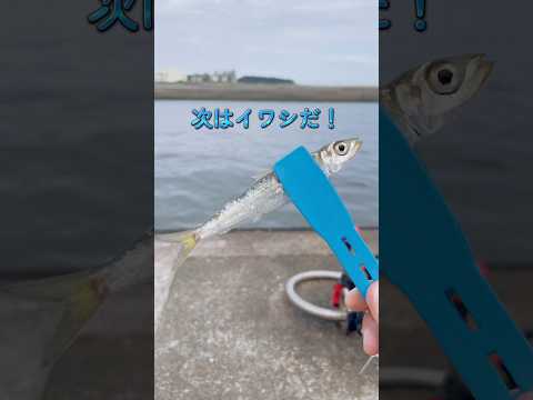 秋の爆釣シーズン到来！サビキ釣りでもアオリイカでも釣れやすいこの時期は、釣り初心者にとっても最高の時期！海へGO！#釣り #海釣り #サビキ釣り #fishing
