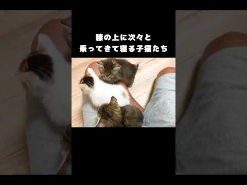 膝の上に次々と乗ってきて寝る子猫たち #保護子猫