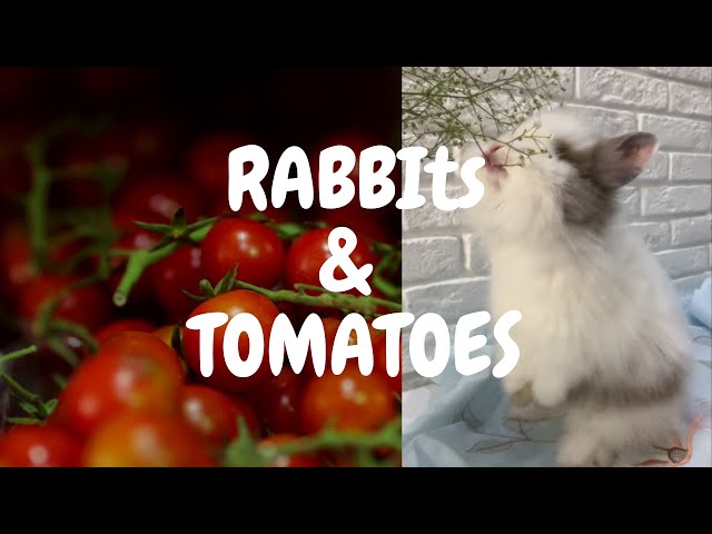 can-rabbits-eat-tomato-leaves-hayfarmguy