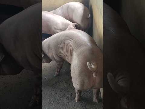 Ngày 19/10: ổn định cả 3 miền MB:52-54,MT:48-53,MN:49-54, CPMB:55, CPMN:57,5