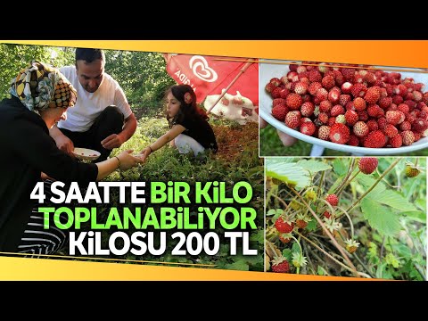 Dağlardan Tek Tek Toplanan Dağ Çilekleri Kilosu 200 TL’de Satılıyor