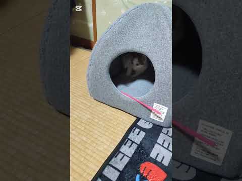 猫ののハチワレさん ガサ入れ #cat #子ネコ #ねこ