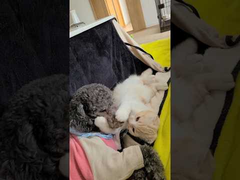 子猫が犬に心を開いた瞬間がこちらです...#shots