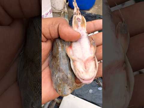 “इस मछली को पकड़ना आसान नहीं था 😅 | Hardest Catch Ever 🐬 !! #facts #latest #knowledge #new