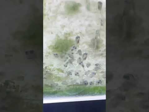 Angelfish are doing awesome 