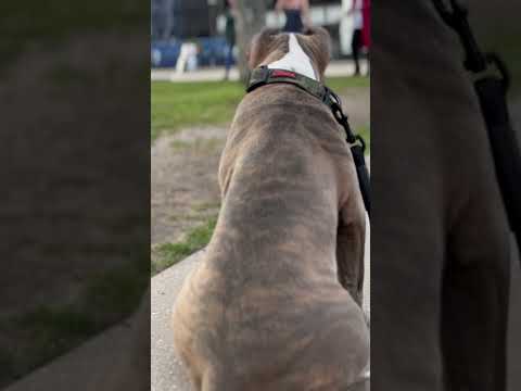 Like this one!!! 🤩🎥😎Hollywood😎🎥🤩.  #dog #gorilla #bully #puppy  #xlbully  #charleston