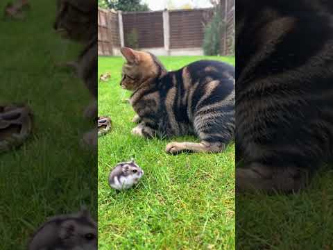 HERO CAT Saves Hamster from GIANT PYTHON! 🦸♀️🐹🐍💥 #cat #wildliferescue