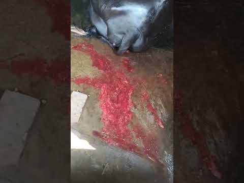 Uterine bleeding from newly calved bufflo
