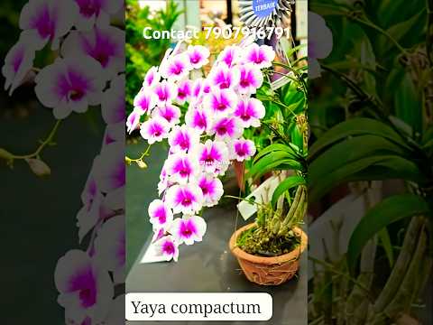Compactum Orchids #shorts #youtubeshorts #youtube #orchid