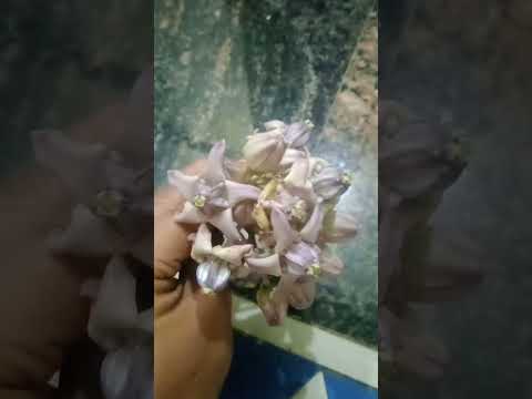 #కార్తీకమాసంలో శివుడికి ఇష్టమైన పువ్వులు#ytshorts #youtubeshorts Subscribe friends