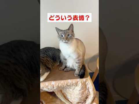 見れば見るほど味わい深い猫の表情