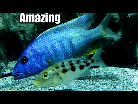 WATCH THIS VIDEO IF YOU LIKE LARGE CICHLIDS IN A L This 300 gallon aquarium is starting to look a little full with all these predator haps growing to e
