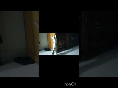 আজকে আমার অনেক রাগ উঠছে #shorts #funny #cat #tranding