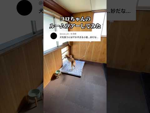 犬なのに6畳の専用部屋!?