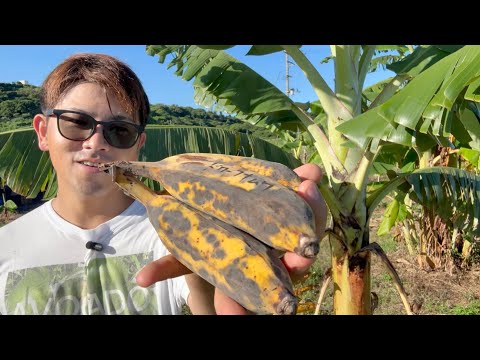 このバナナの品種は植えとこう!!!!!!!!