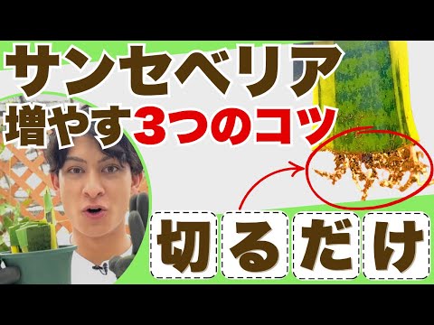 【やらなきゃ損】サンスベリアの葉挿し完全ガイド｜増やす手順と失敗しない3つのコツ