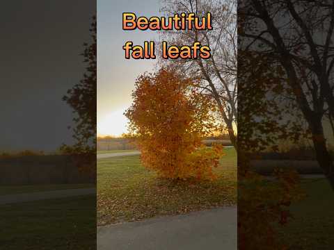 Beautiful full colours, #trees #leafs #nature #amazon ￼