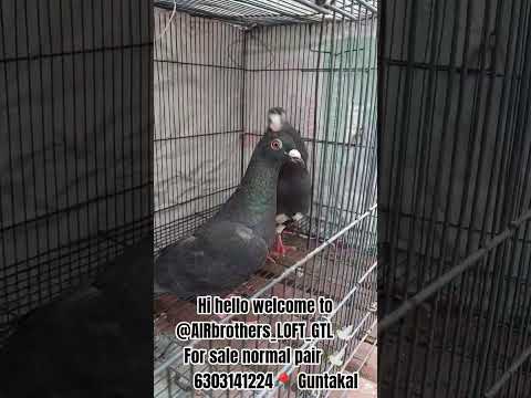 Hi hello welcome to @⁨AIRbrothers_LOFT_GTL🕊️⁩For sale normal pair 🕊️ 📞6303141224📍 Guntakal#subscribe