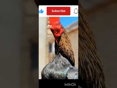 fighter murga#Khatarnak fighter murga#murge ki video