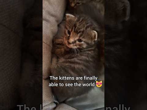 They open their eyes 😍 #kitten #catshorts #cat