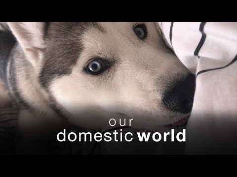Our Domestic World: Migrations & The Bedroom | The Pet Collective - UCPIvT-zcQl2H0vabdXJGcpg