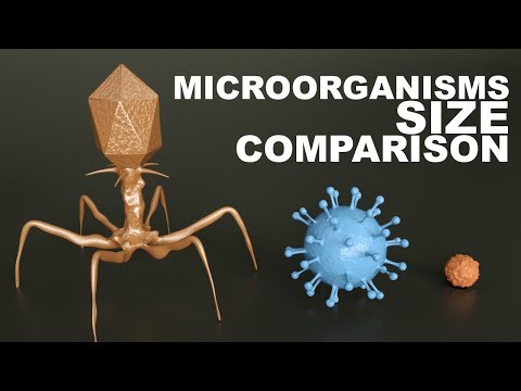 Microorganisms Size Comparison - UCQwFuQLnLocj5F7ZcmcuWYQ