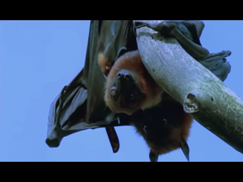 Mating fruit bats - Wild Indonesia - BBC - UCwmZiChSryoWQCZMIQezgTg