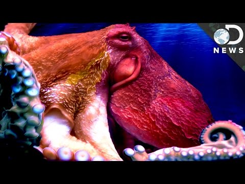 Understanding The Weird Anatomy Of An Octopus - UCzWQYUVCpZqtN93H8RR44Qw