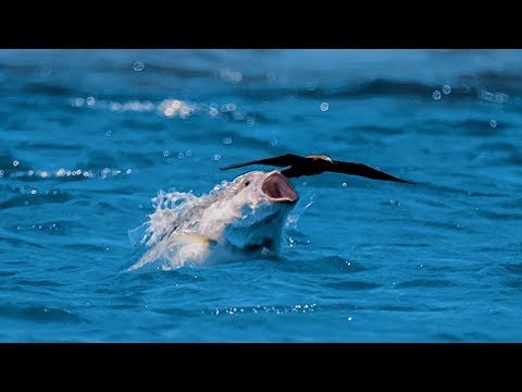 Bird vs Fish | Blue Planet II - UCwmZiChSryoWQCZMIQezgTg