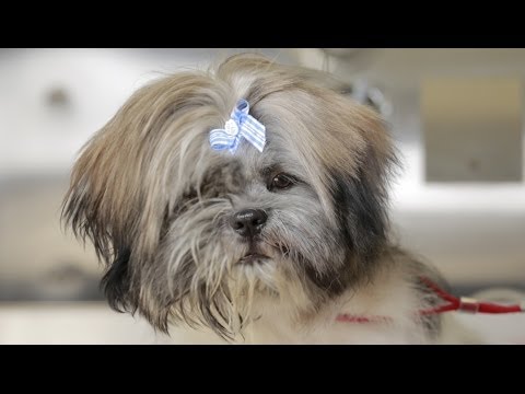 Homeless Dog Gets Makeover That Saves His Life! - Joey - UCPIvT-zcQl2H0vabdXJGcpg