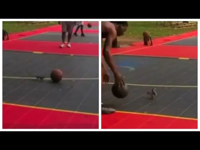 Squirrel Playing Basketball Caught on Video