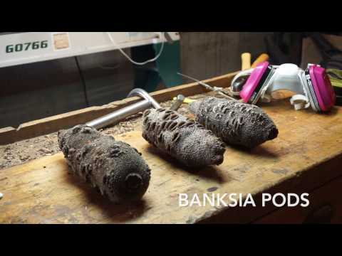 Turning Banksia Pods