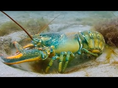 Breeding Lobsters at war - Blue Planet - BBC Earth - UCwmZiChSryoWQCZMIQezgTg