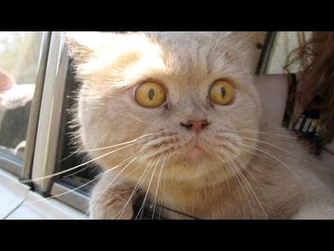 Cats and dogs on their first car ride - Cute and funny animal compilation - UC9obdDRxQkmn_4YpcBMTYLw