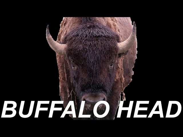 Where to Find Buffalo Head Jazz Sheet Music