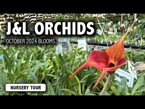 J&L Orchids Nursery Tour In October | Miniature Orchids and Rare Species in Bloom