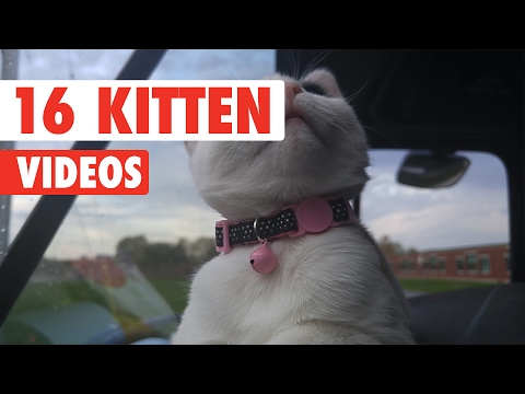 16 Funny Kitten Videos Compilation 2017 - UCPIvT-zcQl2H0vabdXJGcpg