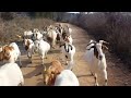 Des chèvres rejoignent un homme pour une course